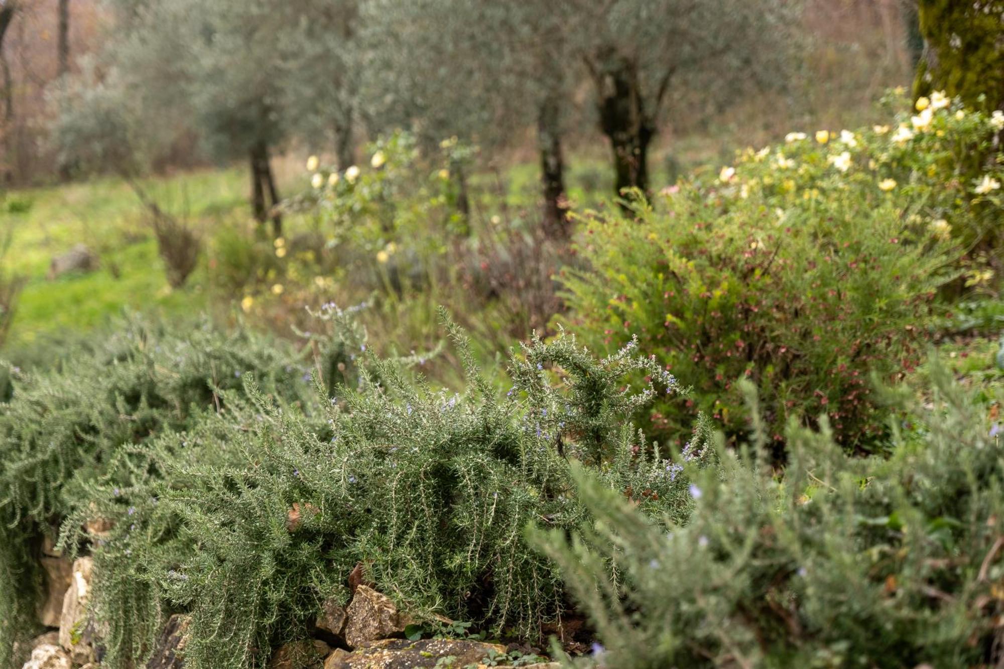 Masseria Boutique B&B 몬텔라 외부 사진